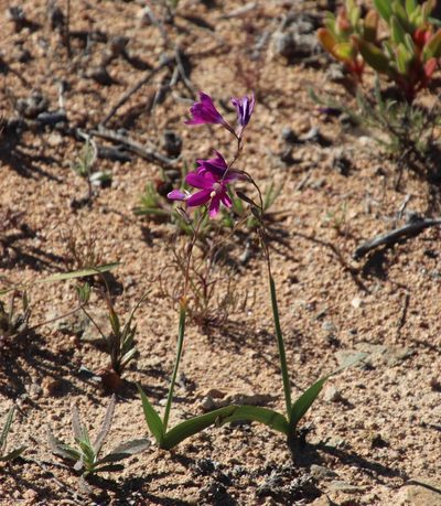 Ixia ramulosa, photographed by Tony Rebelo