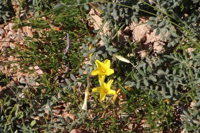 Oxalis namaquana, photographed by Tony Rebelo