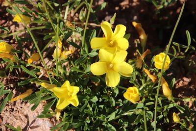 Oxalis namaquana, photographed by Tony Rebelo