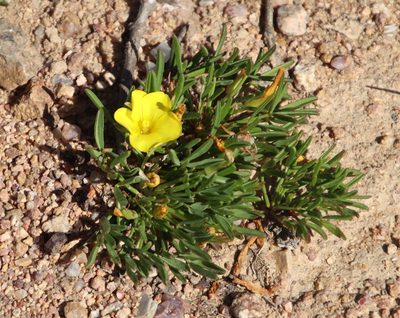 Oxalis namaquana, photographed by Tony Rebelo