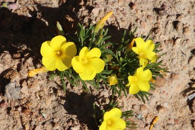 Oxalis namaquana, photographed by Tony Rebelo