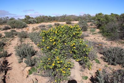 Didelta spinosa, photographed by Tony Rebelo