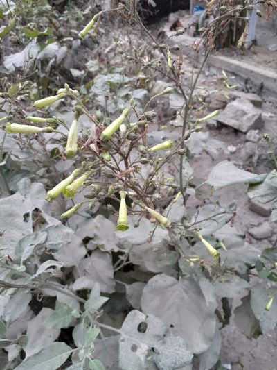 Nicotiana paniculata, photographed by Ruth Gutiérrez Oliveros
