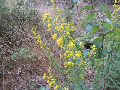 Solidago puberula, photographed by Tom Rogers