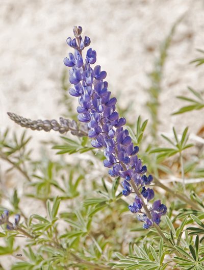 Lupinus neomexicanus, photographed by Seig