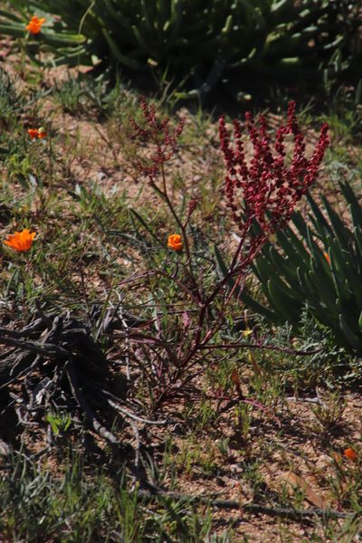 Rumex lativalvis, photographed by Tony Rebelo