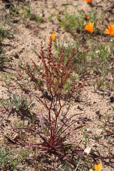 Rumex lativalvis, photographed by Tony Rebelo