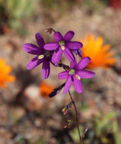 Ixia ramulosa, photographed by Tony Rebelo