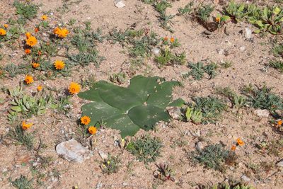 Brunsvigia bosmaniae, photographed by Tony Rebelo