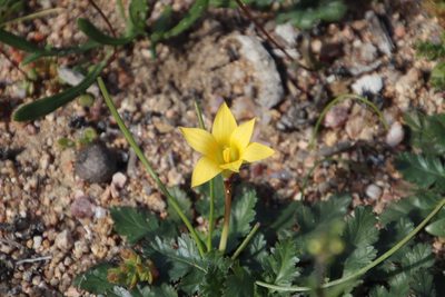 Romulea citrina, photographed by Tony Rebelo