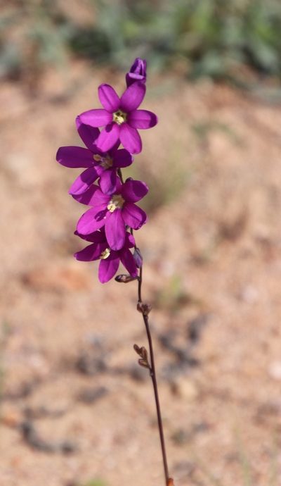 Ixia ramulosa, photographed by Tony Rebelo