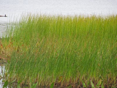 Juncus militaris, photographed by Tom Rogers