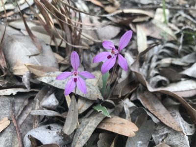 Caladenia reptans, photographed by Ann Bentley