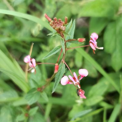 Lopezia racemosa, photographed by Juan Carlos Fonseca Mata