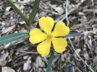Hibbertia cunninghamii, photographed by Ann Bentley