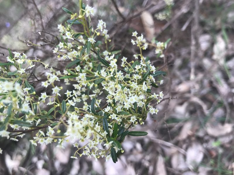 Trymalium ledifolium, photographed by Ann Bentley