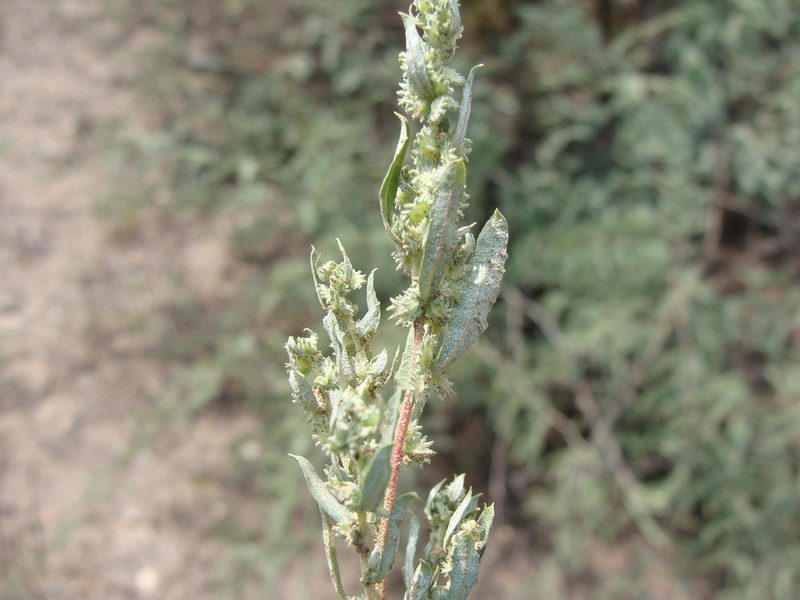 Atriplex elegans, photographed by Alexis López Hernández