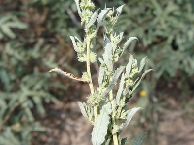 Atriplex elegans, photographed by Alexis López Hernández