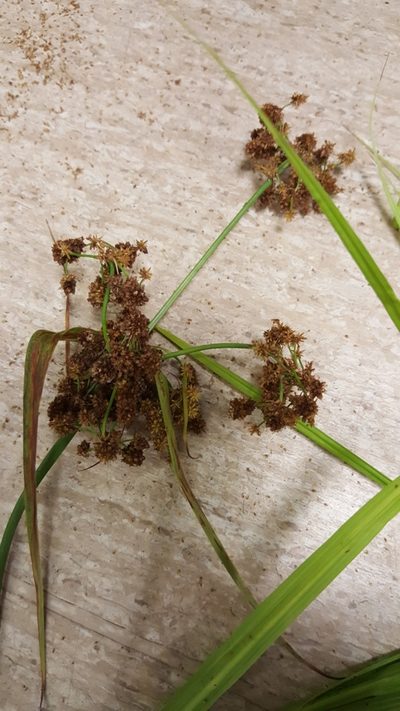 Scirpus georgianus, photographed by naturalist charlie
