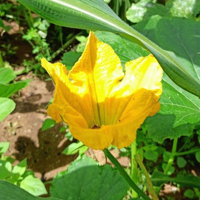Cucurbita pepo, photographed by Juan Carlos Fonseca Mata