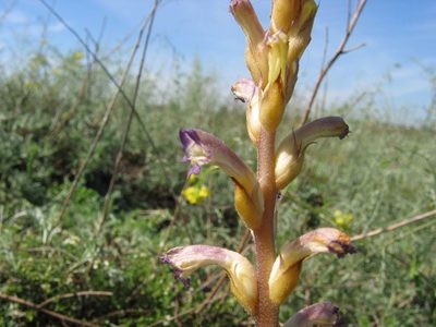 Orobanche grenieri, photographed by Oleksii Vasyliuk