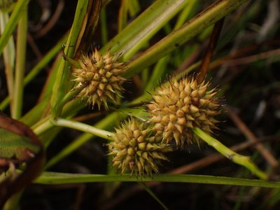Sparganium americanum, photographed by Ian Manning
