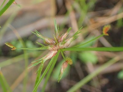 Cyperus dentatus, photographed by Ian Manning
