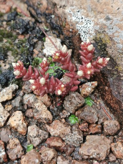 Sedum vinicolor, photographed by M. Socorro González Elizondo