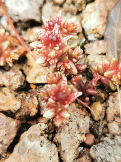 Sedum vinicolor, photographed by M. Socorro González Elizondo