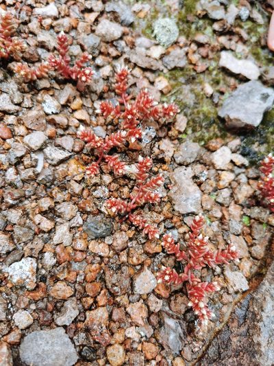 Sedum vinicolor, photographed by M. Socorro González Elizondo