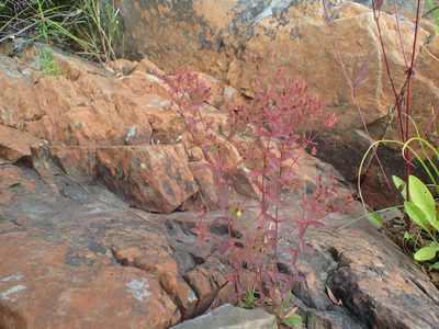 Hypericum boreale, photographed by Ian Manning