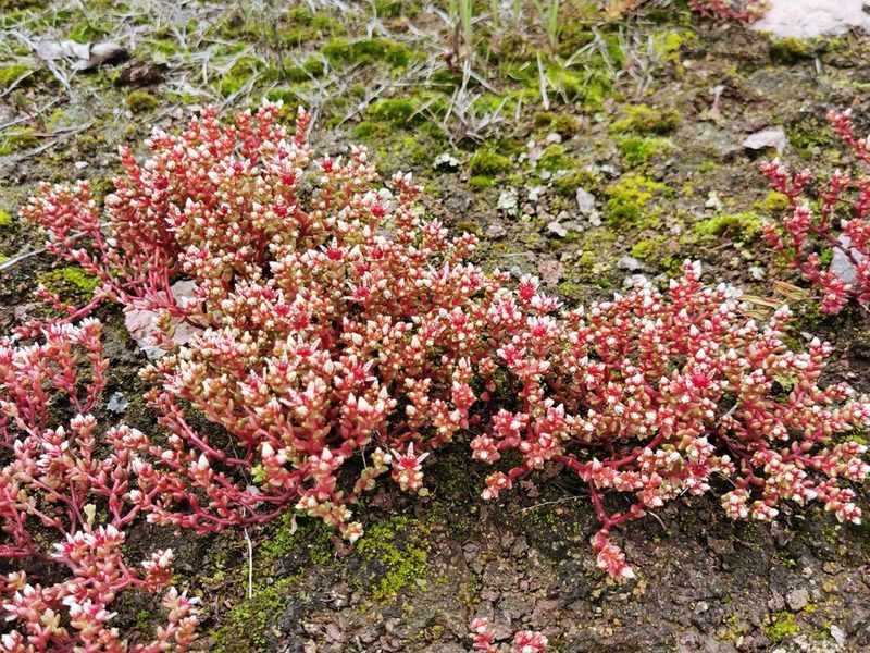 Sedum vinicolor, photographed by M. Socorro González Elizondo