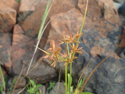 Cyperus dentatus, photographed by Ian Manning