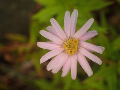 Oclemena nemoralis, photographed by Ian Manning