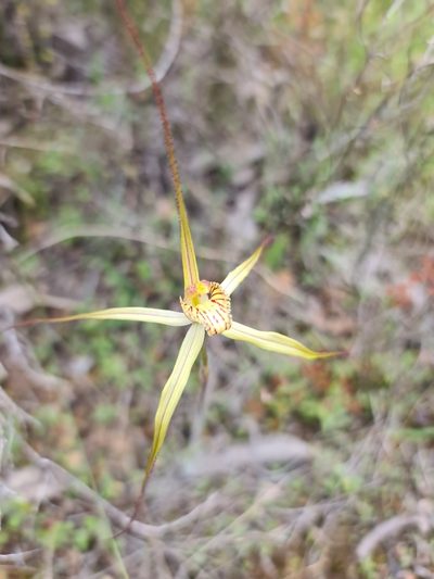 Caladenia straminichila, photographed by Cal Wood