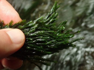 Fissidens grandifrons, photographed by Randal