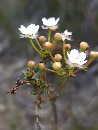 Verticordia habrantha, photographed by Cal Wood
