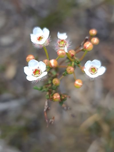 Verticordia habrantha, photographed by Cal Wood