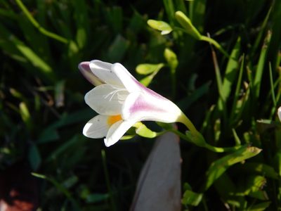 Freesia leichtlinii, photographed by Joselin Listur