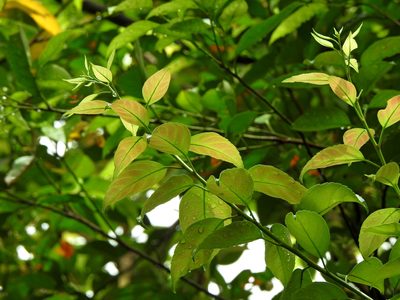 Itea parviflora, photographed by Jacy Chen