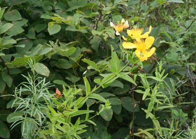 Hypericum ascyron, photographed by Oleg Kosterin