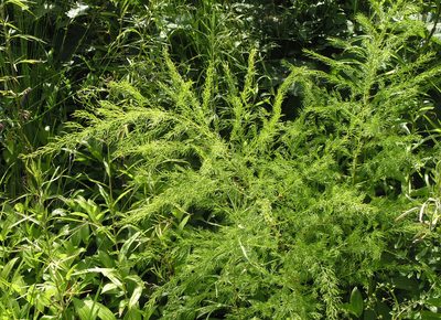 Asparagus schoberioides, photographed by Oleg Kosterin