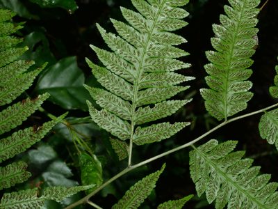 Diplazium taiwanense, photographed by Jacy Chen