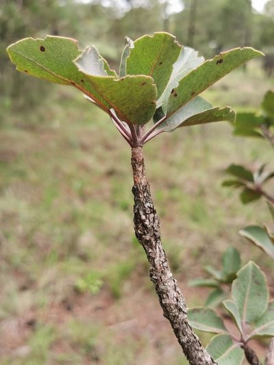 Arbutus madrensis, photographed by M. Socorro González Elizondo