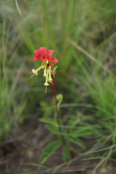 Amasonia campestris, photographed by Glynn Morris