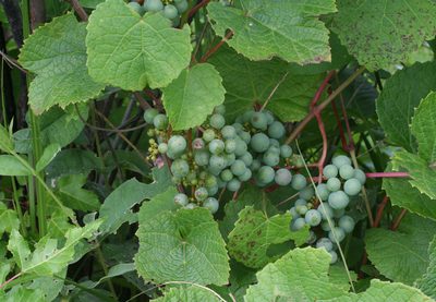 Vitis amurensis, photographed by Oleg Kosterin