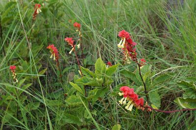 Amasonia campestris, photographed by Glynn Morris