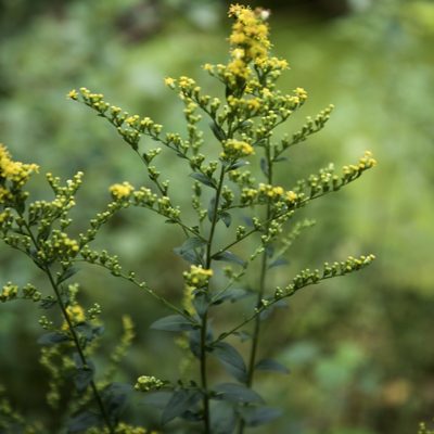 Solidago patula, photographed by jimsox
