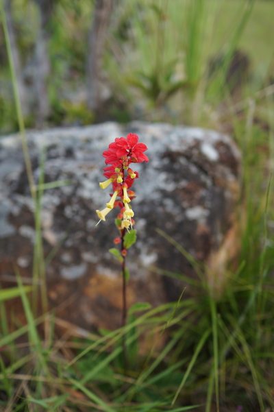 Amasonia campestris, photographed by Glynn Morris
