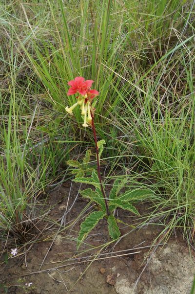 Amasonia campestris, photographed by Glynn Morris